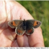 erebia iranica female2